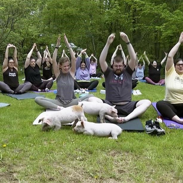 Three little piggies at a yoga class = maximum happiness